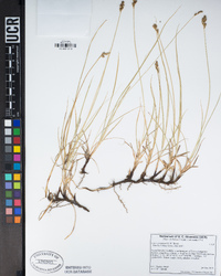 Carex praegracilis image