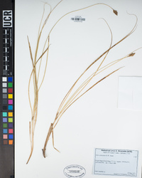 Carex praegracilis image