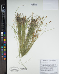 Carex simulata image