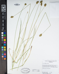 Carex subfusca image