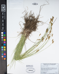 Carex echinata image