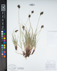 Carex helleri image