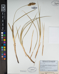 Carex pansa image