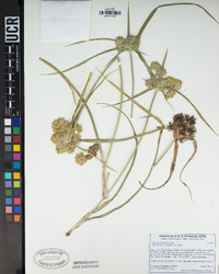 Cyperus eragrostis image