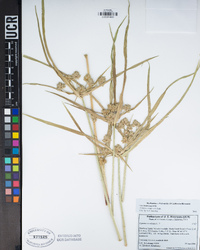 Cyperus eragrostis image