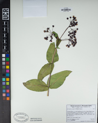 Asclepias cordifolia image