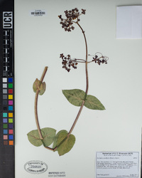 Asclepias cordifolia image