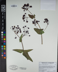 Asclepias cordifolia image
