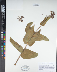 Asclepias cordifolia image