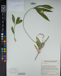 Asclepias curassavica image