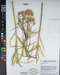 Asclepias fascicularis image