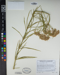 Asclepias fascicularis image