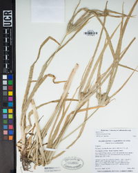 Cyperus eragrostis image