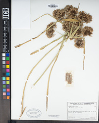 Cyperus eragrostis image