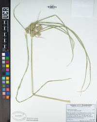 Cyperus eragrostis image