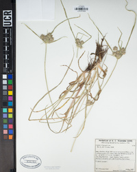 Cyperus eragrostis image