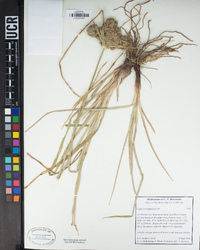 Cyperus eragrostis image