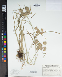 Cyperus eragrostis image