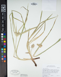 Cyperus eragrostis image