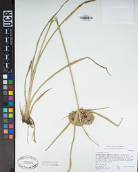 Cyperus eragrostis image