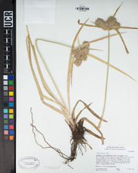 Cyperus eragrostis image