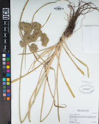 Cyperus eragrostis image