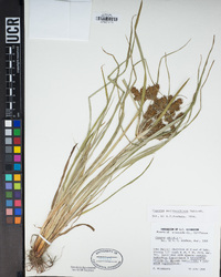Cyperus erythrorhizos image