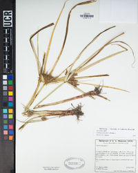 Cyperus erythrorhizos image