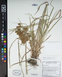 Cyperus erythrorhizos image