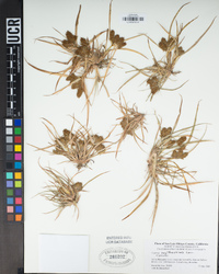 Cyperus erythrorhizos image