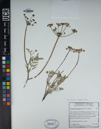 Lomatium nevadense image