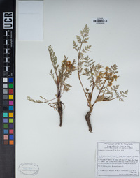 Lomatium utriculatum image