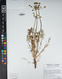 Lomatium utriculatum image