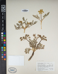 Lomatium utriculatum image