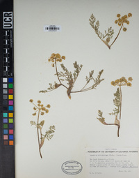 Lomatium utriculatum image