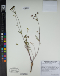 Lomatium utriculatum image