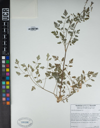 Osmorhiza brachypoda image