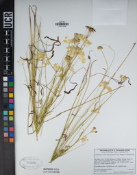 Perideridia parishii subsp. latifolia image