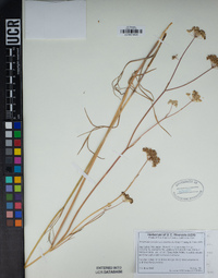 Perideridia parishii subsp. latifolia image