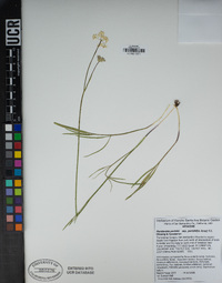 Perideridia parishii subsp. parishii image