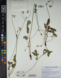 Sanicula bipinnatifida image