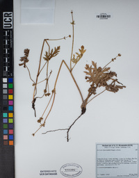 Sanicula bipinnatifida image