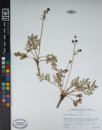 Sanicula bipinnatifida image