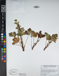 Sanicula crassicaulis image