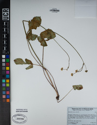 Sanicula crassicaulis image