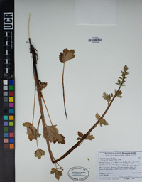 Sanicula crassicaulis image