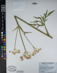 Sphenosciadium capitellatum image