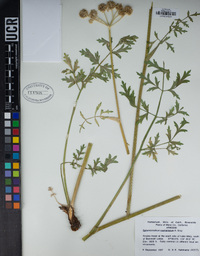 Angelica capitellata image