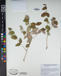 Apocynum androsaemifolium image