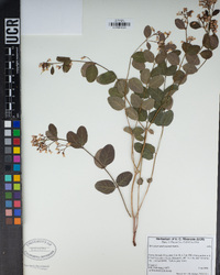 Apocynum androsaemifolium image